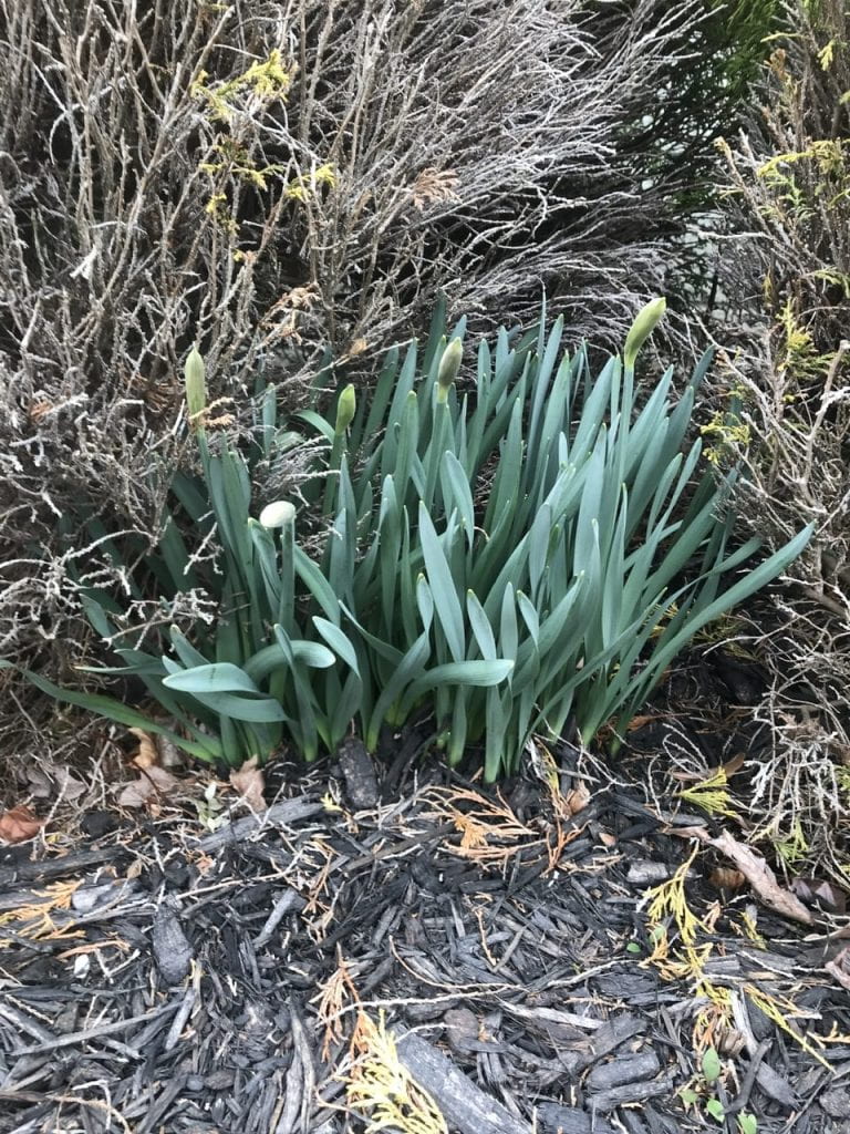 Daffodil shoots